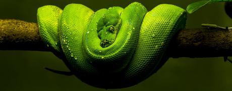 what are the facts behind Earth’s largest snake – Anaconda what are the facts behind Earth’s largest snake – Anaconda