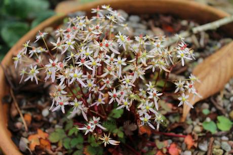Saxifrage fortunei 'Conway Snow'
