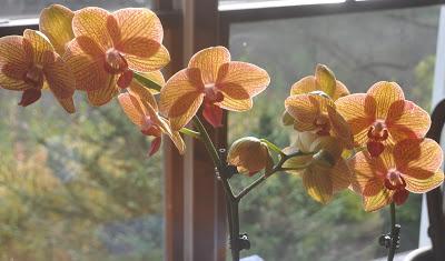 Orchid Update