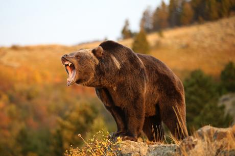 Grizzly bears – A solitary animal Grizzly bears – A solitary animal
