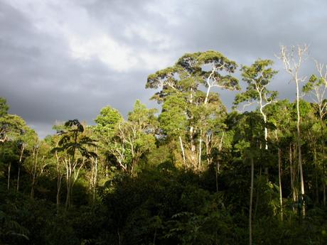 Scientists say deforestation may threaten a staggering half of Amazon tree species with extinction