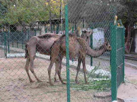 the gesture of Zoo keeper - VOC Park & Zoo at Coimbatore