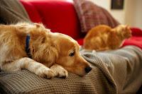 Two Best Upholstery Choices For Pet Owners