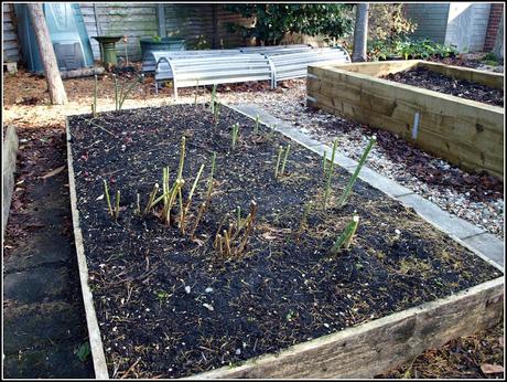 Putting the Asparagus to bed Putting the Asparagus to bed