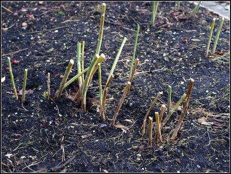 Putting the Asparagus to bed Putting the Asparagus to bed