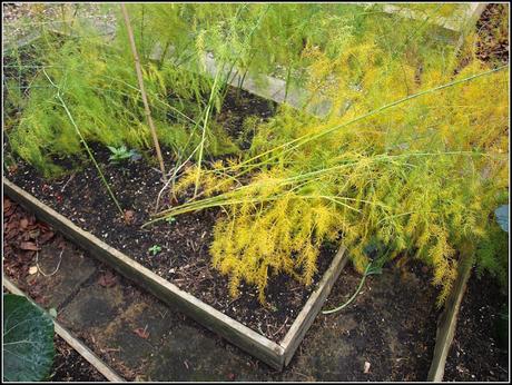 Putting the Asparagus to bed Putting the Asparagus to bed