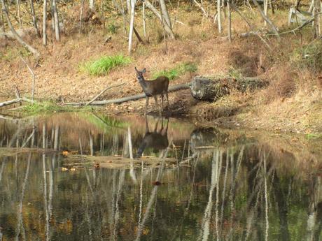 Wildlife on the C&O Canal.