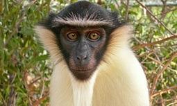 More than half of the world’s primates on endangered species list