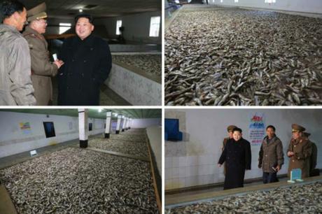 Kim Jong Un looks through a processing shop at Fishery Station #15 (Photo: Rodong Sinmun).