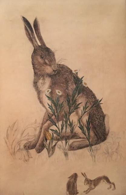 a hare
