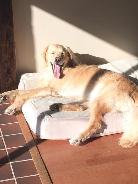 Golden Retriever dog lying in a sun puddle yawning #wordlesswednesday