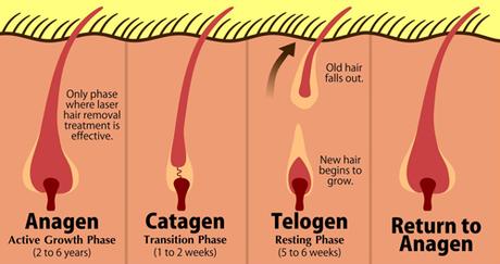 Laser Hair Treatment Cycle