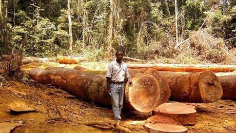 Billions worth of EU imports linked to illegal deforestation | The Parliament Magazine