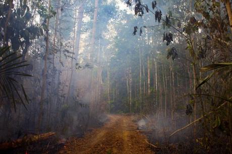 In Brazil, Deforestation Is Up, And So Is The Risk Of Tree Extinction