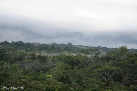 Deforestation in Colombia up nearly 20 percent last year
