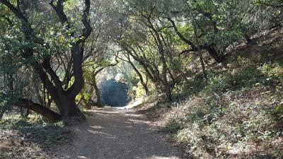 LEONA CANYON: a Pleasant Walk in the Hills of Oakland, CA