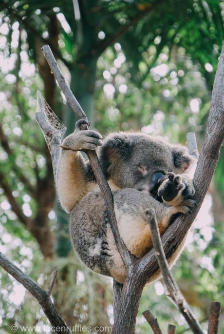 Eco Travel: Currumbin Wildlife Sanctuary, Gold Coast Eco Travel: Currumbin Wildlife Sanctuary, Gold Coast