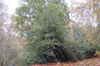 Ilex aquifolium 'Bacciflava' (08/11/2015, Kew Gardens, London)