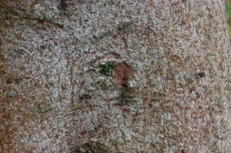 Aphananthe aspera Bark (08/11/2015, Kew Gardens, London)