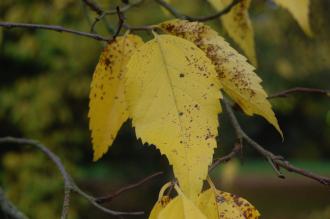 Aphananthe aspera Autumn Leaf (08/11/2015, Kew Gardens, London)
