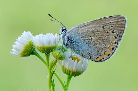Complete Facts And Trivia About Butterflies 10/10