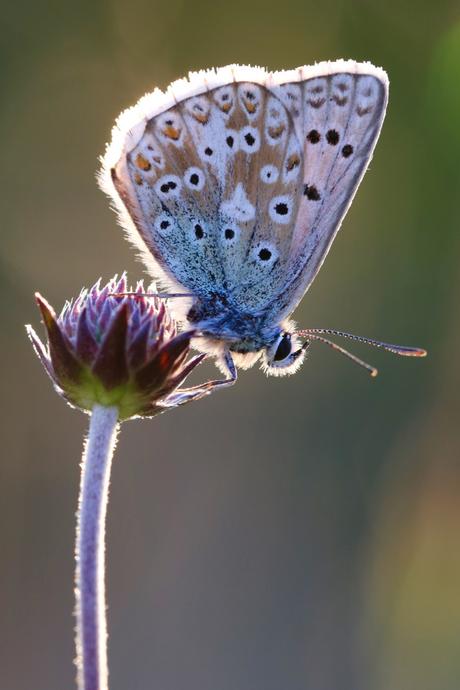 Roosting Male Chalk Hill Blue