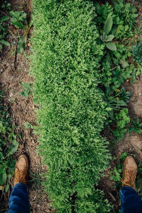 Putting the Farm to Rest for the Winter Putting the Farm to Rest // www.WithTheGrains.com