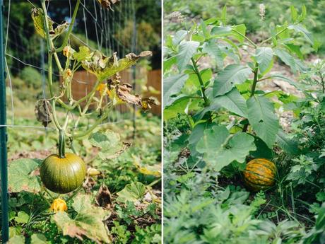 Putting the Farm to Rest for the Winter Putting the Farm to Rest // www.WithTheGrains.com