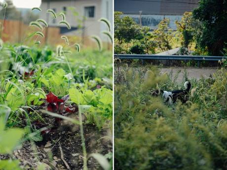 Putting the Farm to Rest for the Winter Putting the Farm to Rest // www.WithTheGrains.com