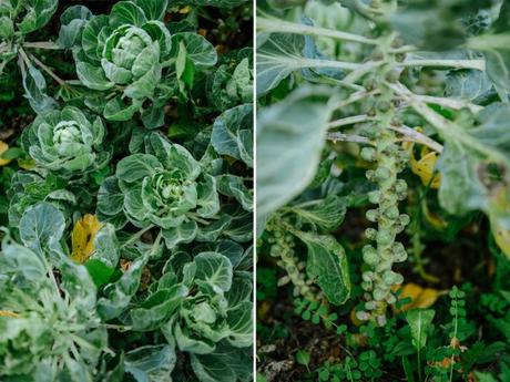 Putting the Farm to Rest for the Winter Putting the Farm to Rest // www.WithTheGrains.com