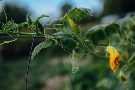 Putting the Farm to Rest for the Winter Putting the Farm to Rest // www.WithTheGrains.com