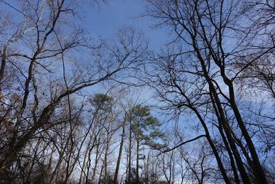 Walking the Trails in JOHNSTON MILL NATURE PRESERVE, Durham, NC