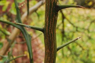 Poncirus trifoliata Stem with Thorns (07/12/2015, Kew Gardens, London)