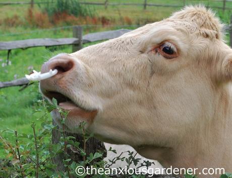 Cow with nose ring
