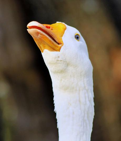 Striking Picture of a Goose Head with Open Beak Hissing Close-up