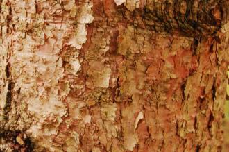 Abies holophylla Bark (07/12/2015, Kew Gardens, London)