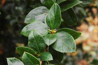 Berberis valdiviana Leaf (07/12/2015, Kew Gardens, London)