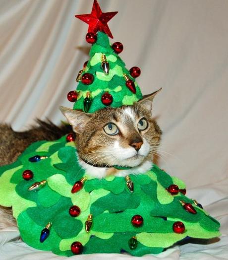 how to make a grumpy cat christmas tree dog breeds picture how to make a grumpy cat christmas tree dog breeds picture
