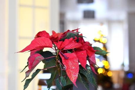 Christmas Day with the Chai's - 2015 Christmas Day with the Chai's - 2015