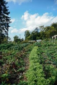 A Year With The Grains / Farewell 2015 A Year With The Grains / Farewell 2015