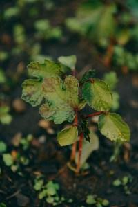 A Year With The Grains / Farewell 2015 A Year With The Grains / Farewell 2015