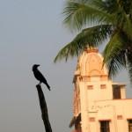 A crow with the Krishna temple in the background