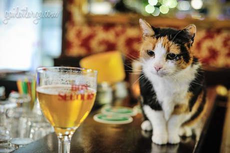 Pookie the Dutch pub cat. Café de Draper, Amsterdam.