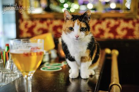Pookie the Dutch pub cat. Café de Draper, Amsterdam.