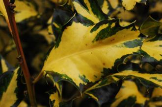Ilex aquifolium 'Golden Milkboy' Leaf (07/12/2015, Kew Gardens, London)