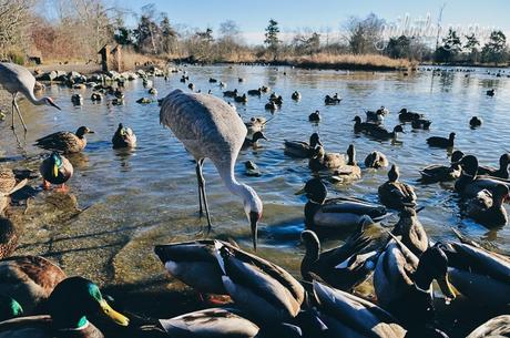sandhill cranes and ducks at George C. Reifel Migratory Bird Sanctuary