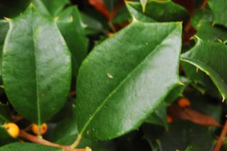 Ilex opaca 'Xanthocarpa' Leaf (07/12/2015, Kew Gardens, London)