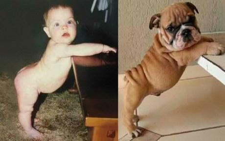 Top 10 Lovable Dogs That Look Like Babies