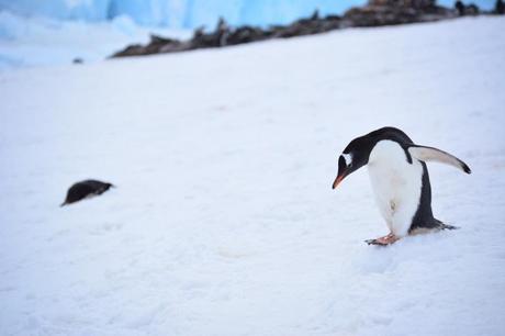 Penguins, Penguins Everywhere in Antarctica