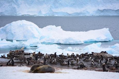 Penguins, Penguins Everywhere in Antarctica